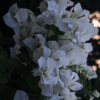 Bougainvillea - Shuvra