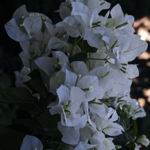 Bougainvillea - Shuvra