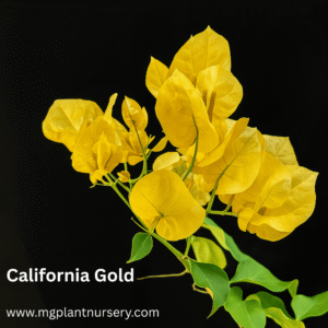 California Gold - Bougainvillea