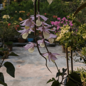 Dendrobium Aphyllum