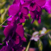 Dendrobium Ladda Red