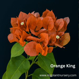 Orange King - Bougainvillea