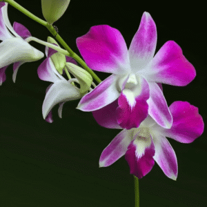 Dendrobium Sonia