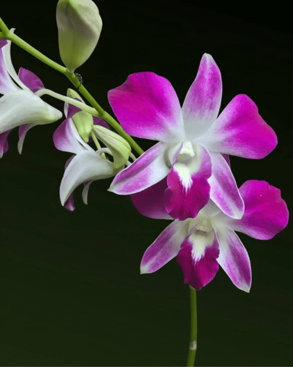 Dendrobium Sonia
