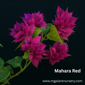 Mahara Red - Bougainvillea