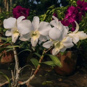 Dendrobium Erawan Green