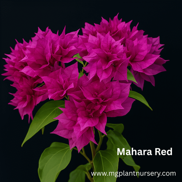 Mahara Red - Bougainvillea