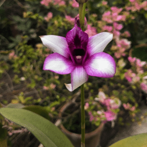 Dendrobium Hawaii Fancy