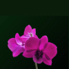 Dendrobium Ladda Red - Image 2