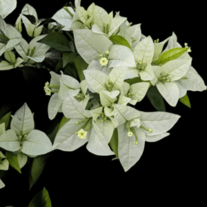 Bougainvillea - Miss Alice