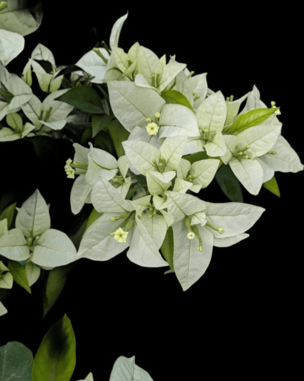 Miss Alice Bougainvillea