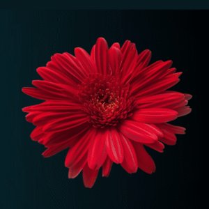Gerbera - Red