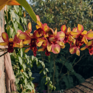 Dendrobium Hybrid