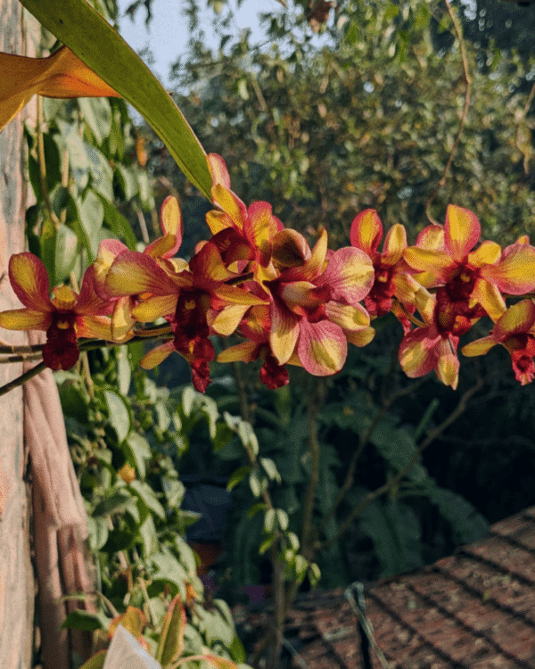 Dendrobium Hybrid