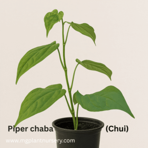 Piper Chaba - Chui(Chui Jhal)