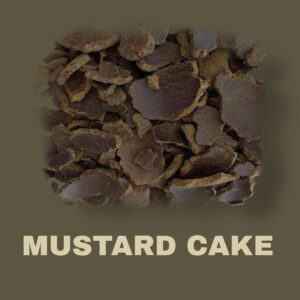 Premium Quality Mustard Cake