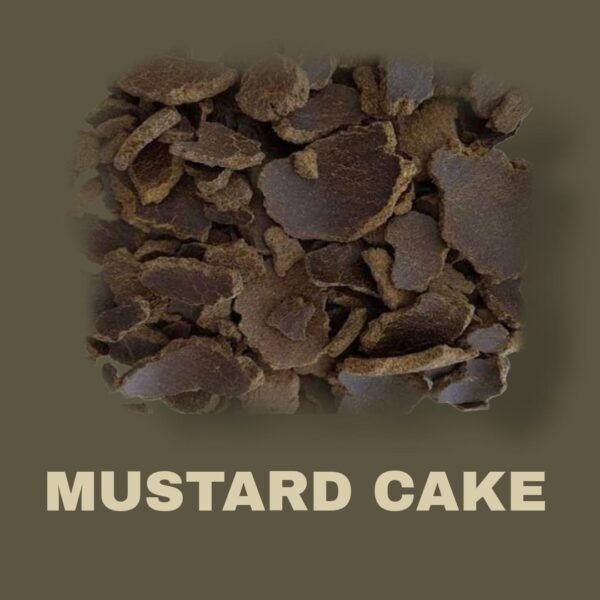 Premium Quality Mustard Cake