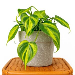 Philodendron