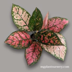 Aglonema Pink