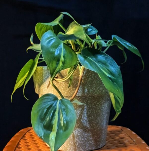 Philodendron brasil