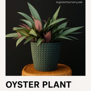 indoor plant