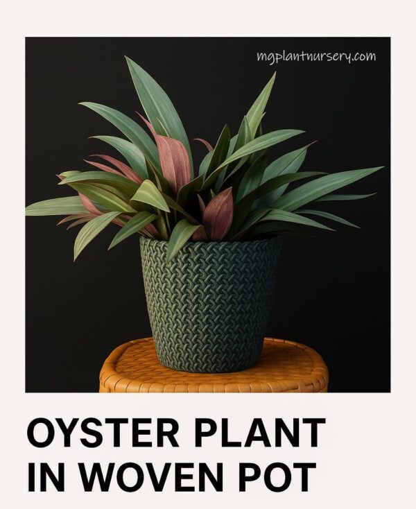 indoor plant