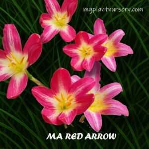Rainlily
