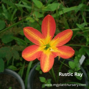 rainlily rustic ray