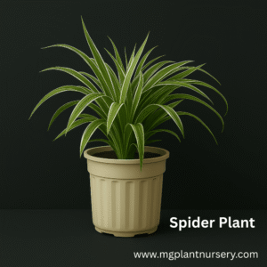 Spider Plant With Pot