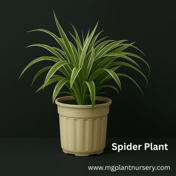 Spider Plant With Pot