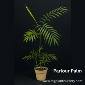 Parlor Palm - Chamaedorea Elegans
