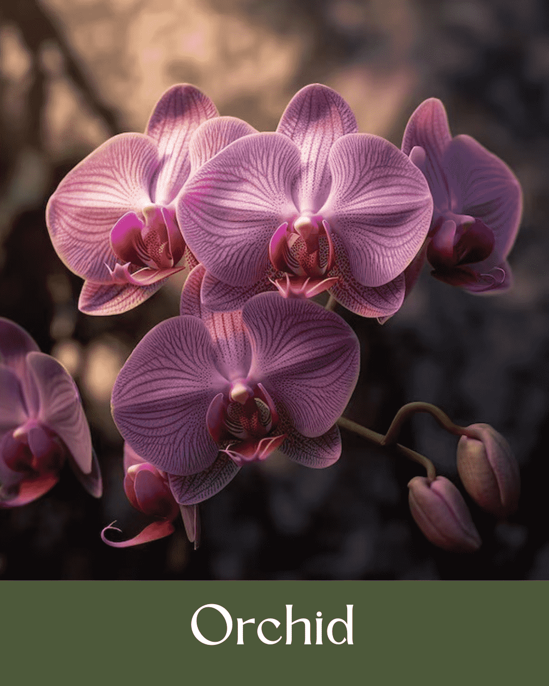 Orchid