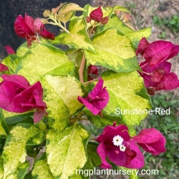 Buy Sunstone Red Bougainvillea – Vibrant Outdoor Flowering - Image 2