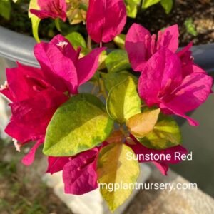 Buy Sunstone Red Bougainvillea – Vibrant Outdoor Flowering