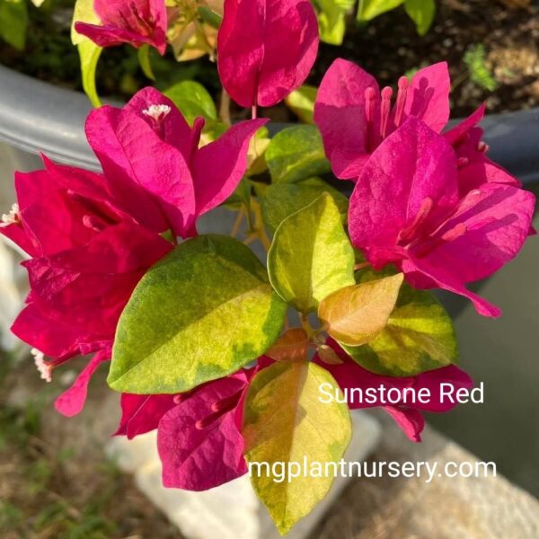 Buy Sunstone Red Bougainvillea – Vibrant Outdoor Flowering