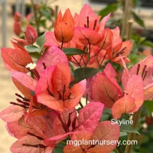 Buy Skyline Bougainvillea Online – Elegant Flowering Plant for Home Garden
