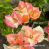 Chitra Gold Bougainvillea plant with bright yellow bracts in bloom