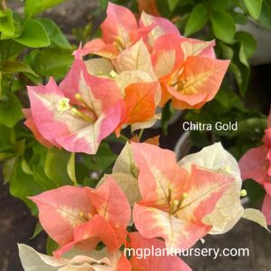 Chitra Gold Bougainvillea plant with bright yellow bracts in bloom