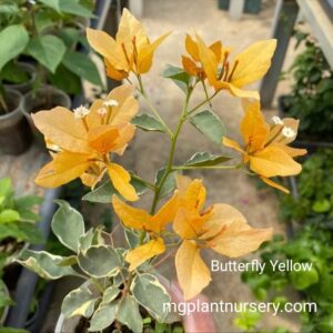 Buy Butterfly Yellow Bougainvillea – Bright Yellow Flowering Plant