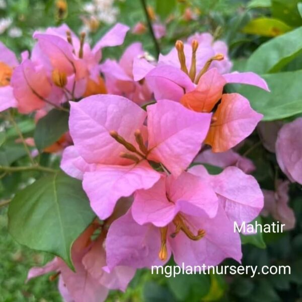 Buy Mahatir Bougainvillea Online – Rare & Stunning Flowering Plant for Garden & Landscape