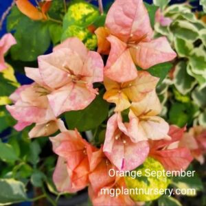 Buy Orange September Bougainvillea – Glowing Orange Flowering Plant for Garden & Terrace