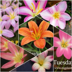 Rainlily combo.