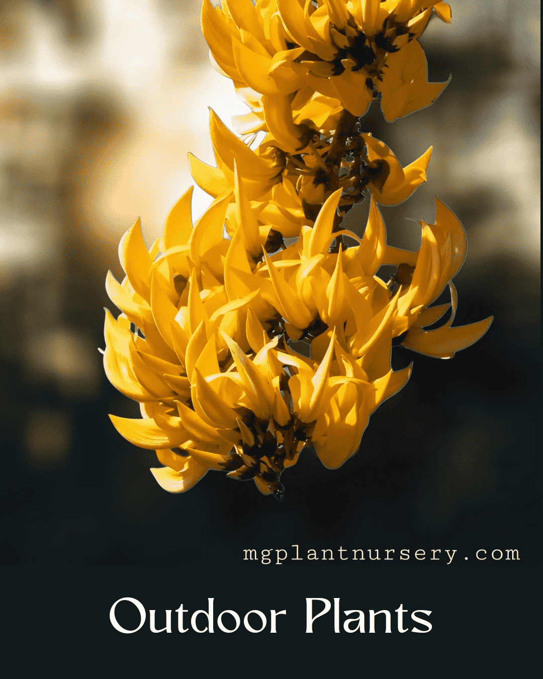 Outdoor Plants