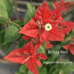 Brizza Red