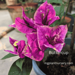 Bougainvillea-Buttercup