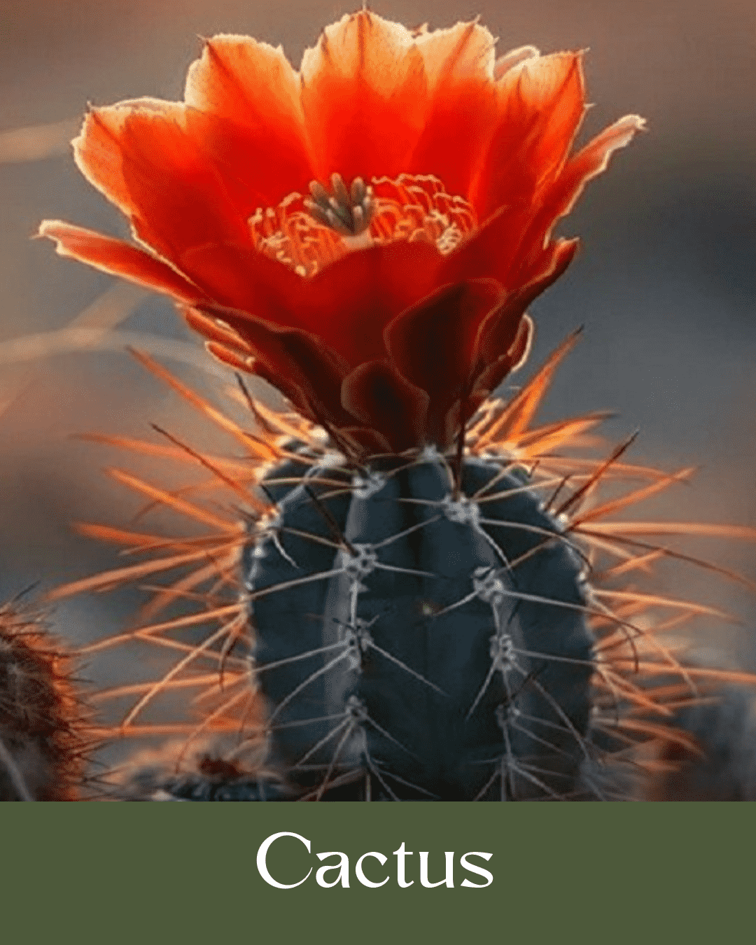 Cactus