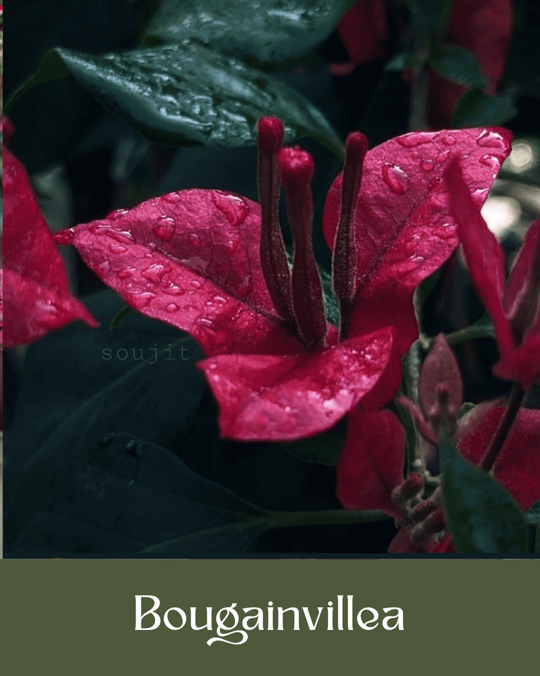 Bougainvillea