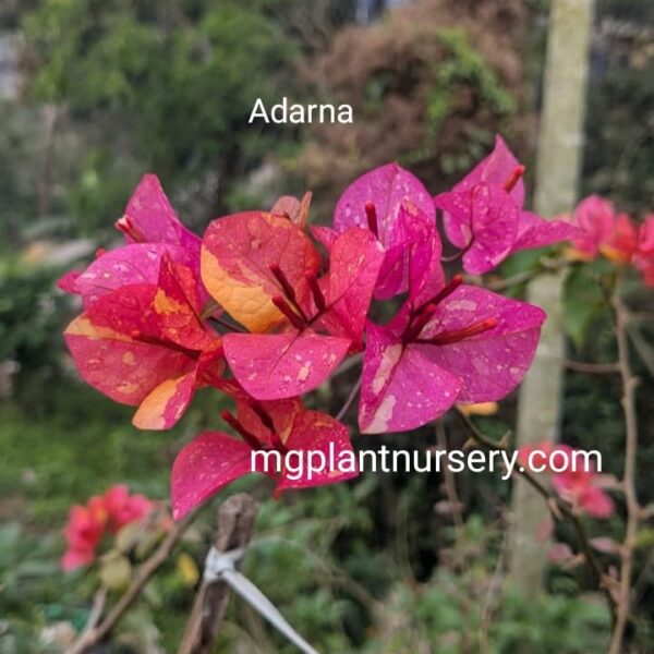 Adarna Bougainvillea with multicolour bracts in full bloom