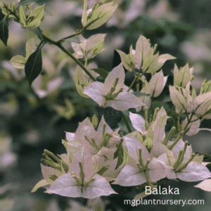 Balaka
