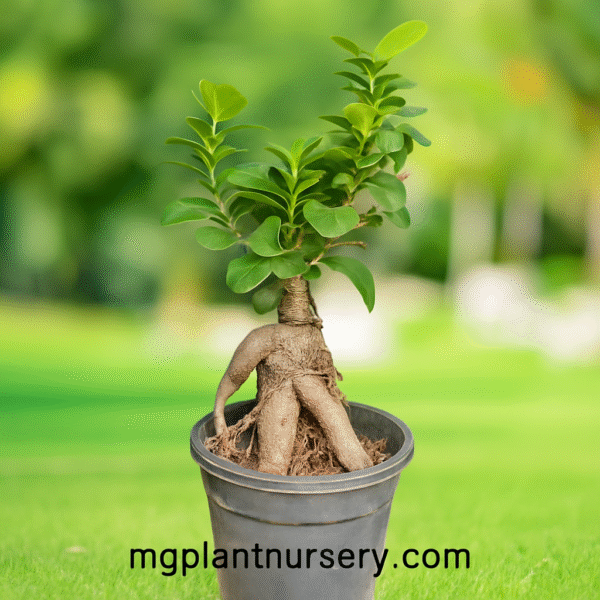 Ficus Bonsai